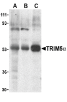 Antibody product image